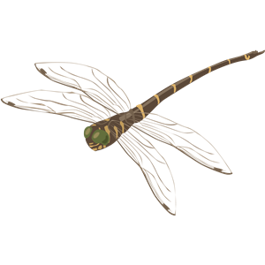 Dragonfly PNG-26284